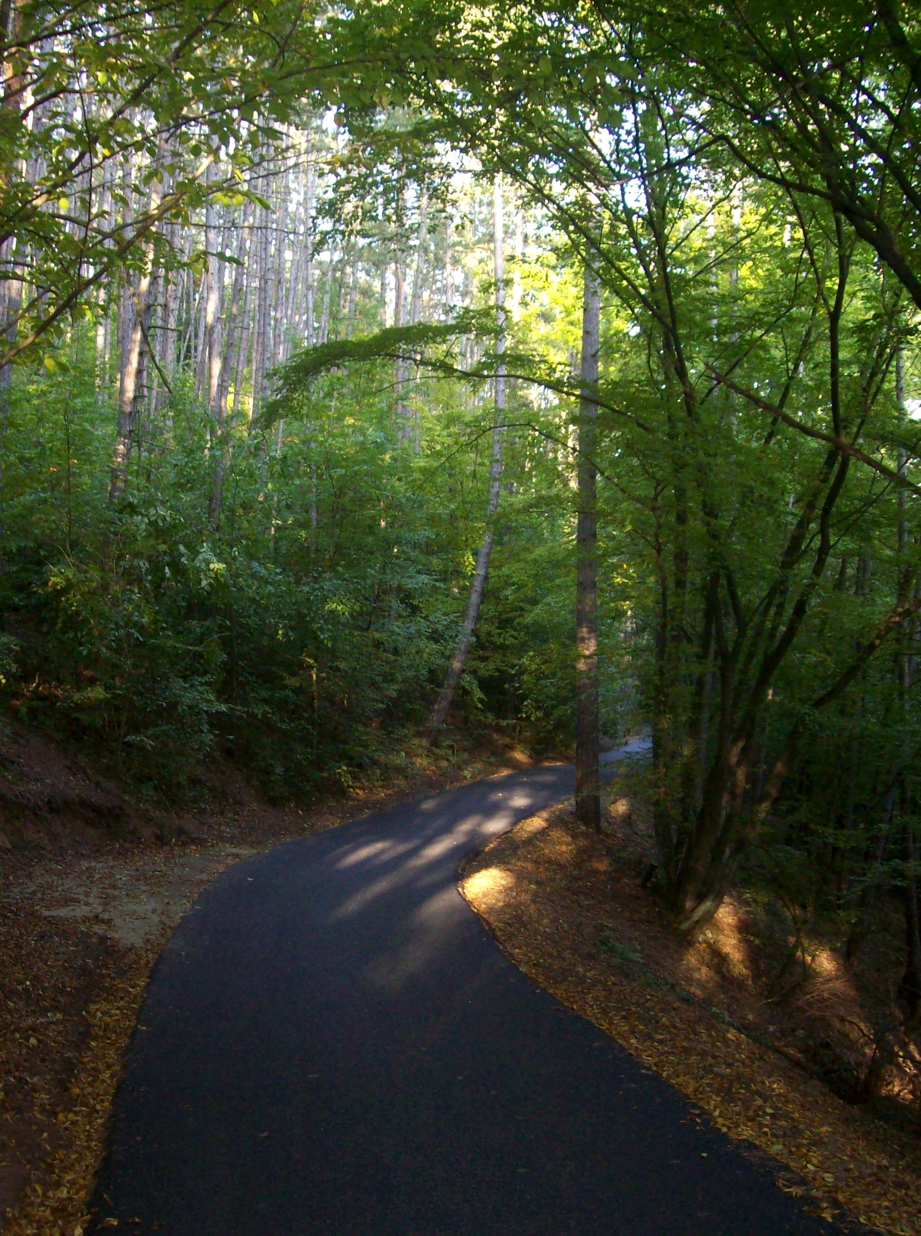AK 2010 Lesní cesta